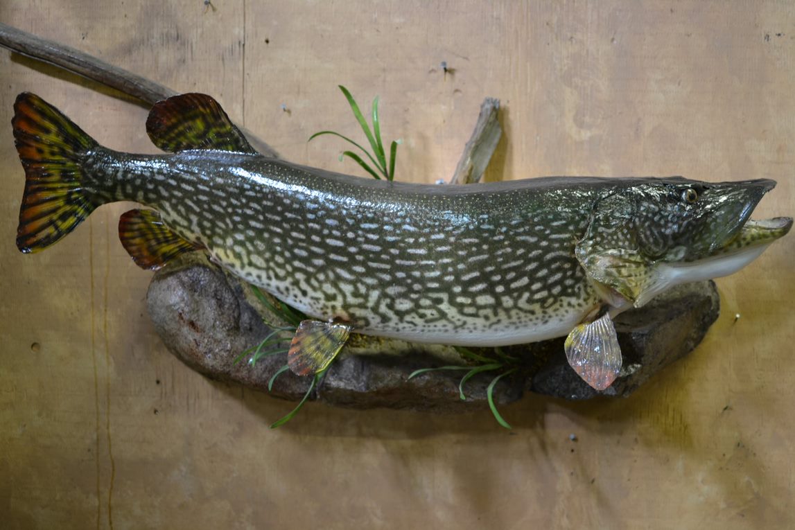 Northern Pike Fish
