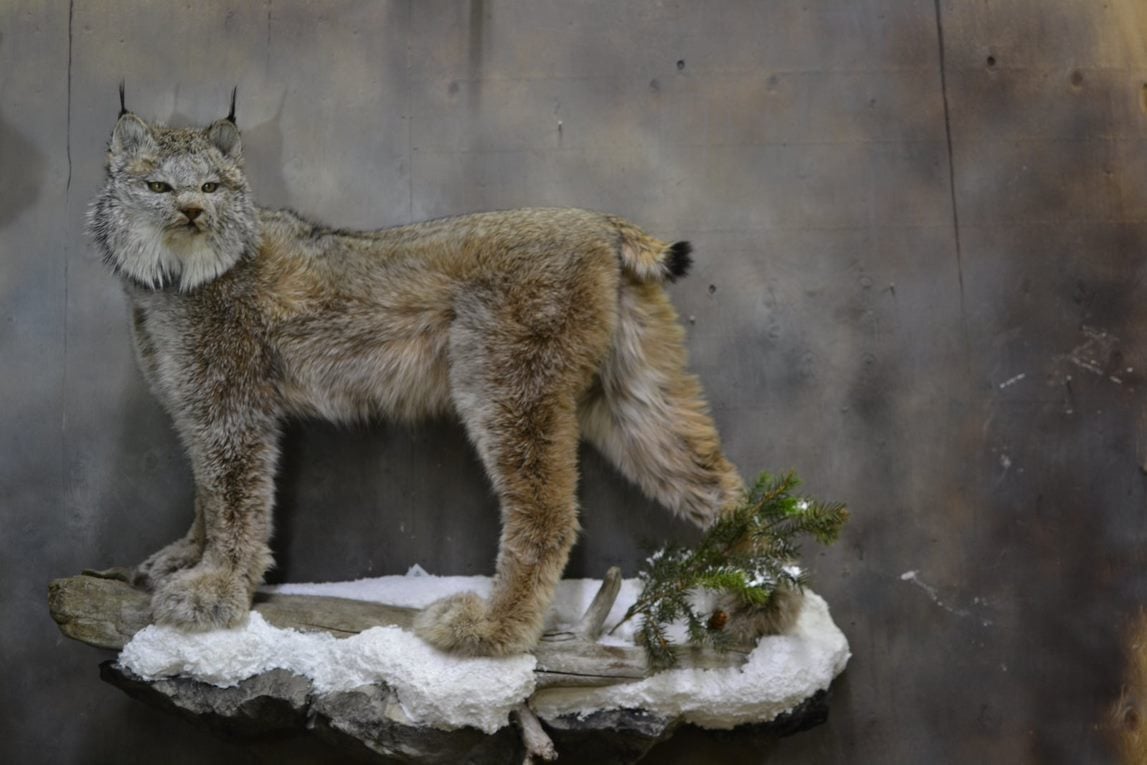 Canada Lynx Animal Size Animal