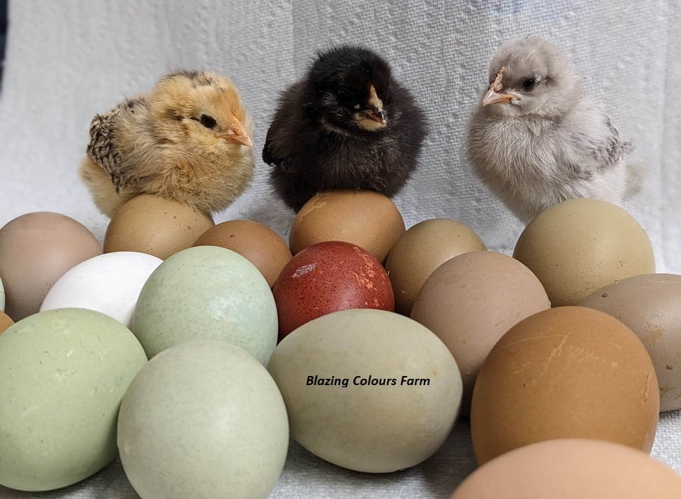 Chicks with some of our coloured eggs