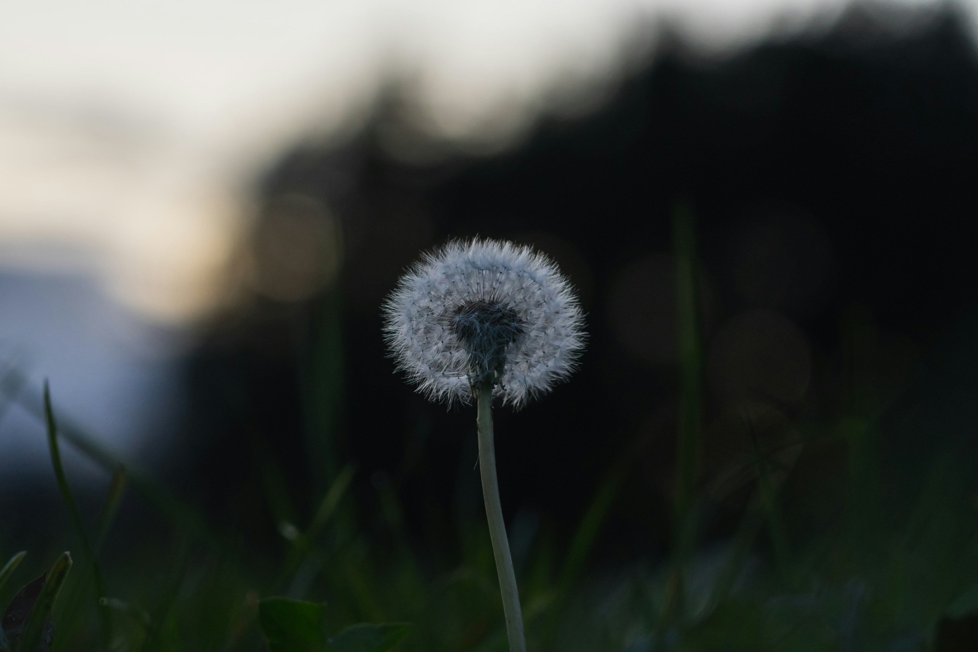 Close-up of a dandelion puff against a blurred background.