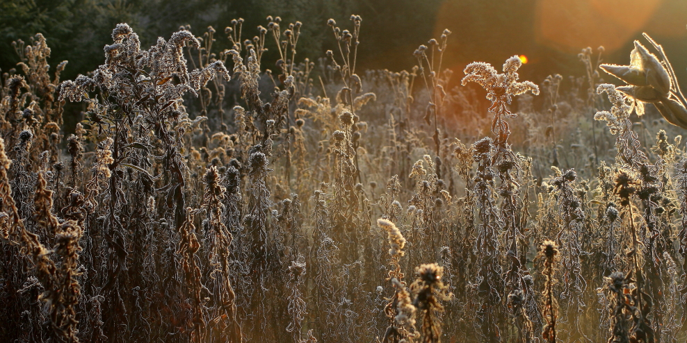 "First Blush"
Limited Edition Print