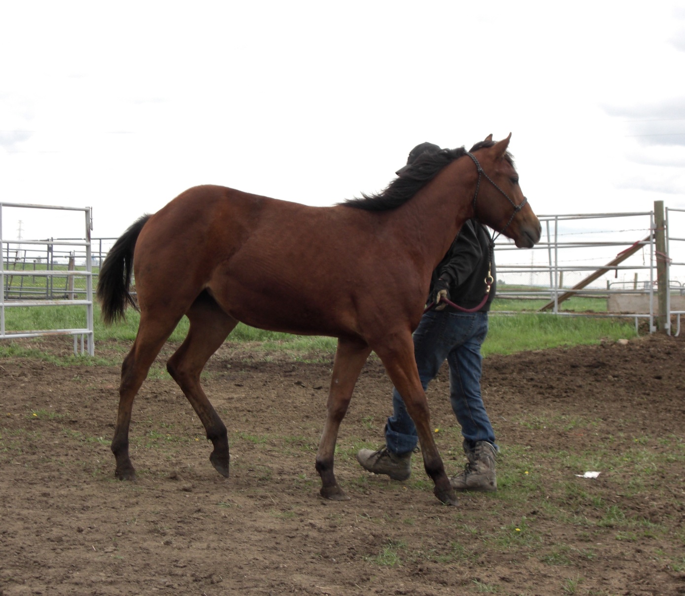 TROUBLE - Jan 17/15. Trouble was with her owners for over a year and was doing great, but they suddenly lost her to a bad bout of colic.