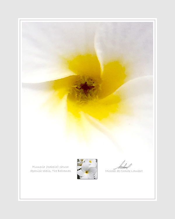 Macro Photography (16x20) Grey Border SF
Spanish Wells, Bahamas
<< Plumeria (Isabella) obtusa >>