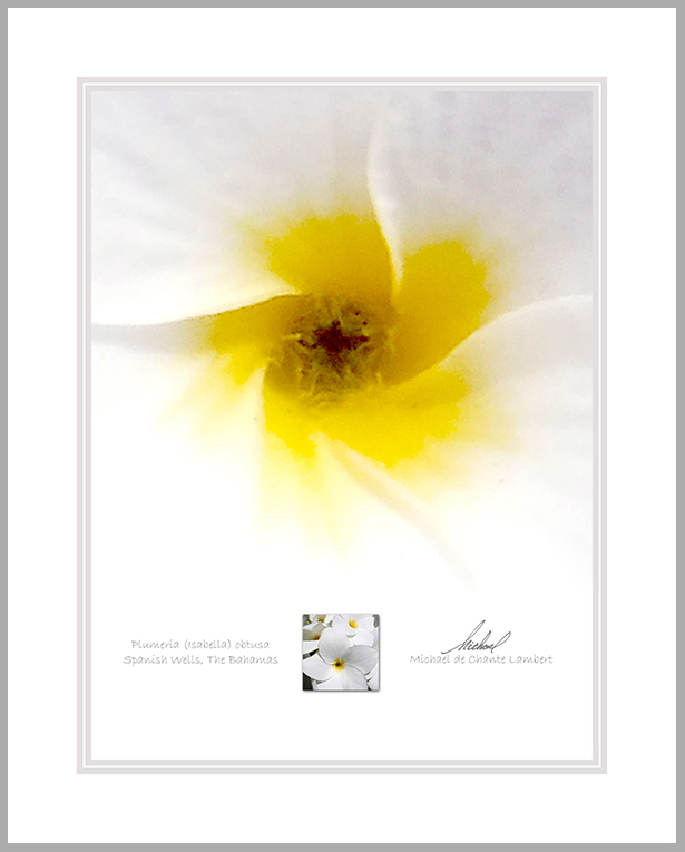 Plumeria Metal (16x20)