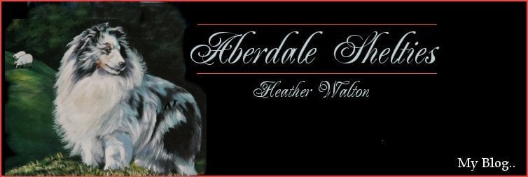 Aberdale Shelties