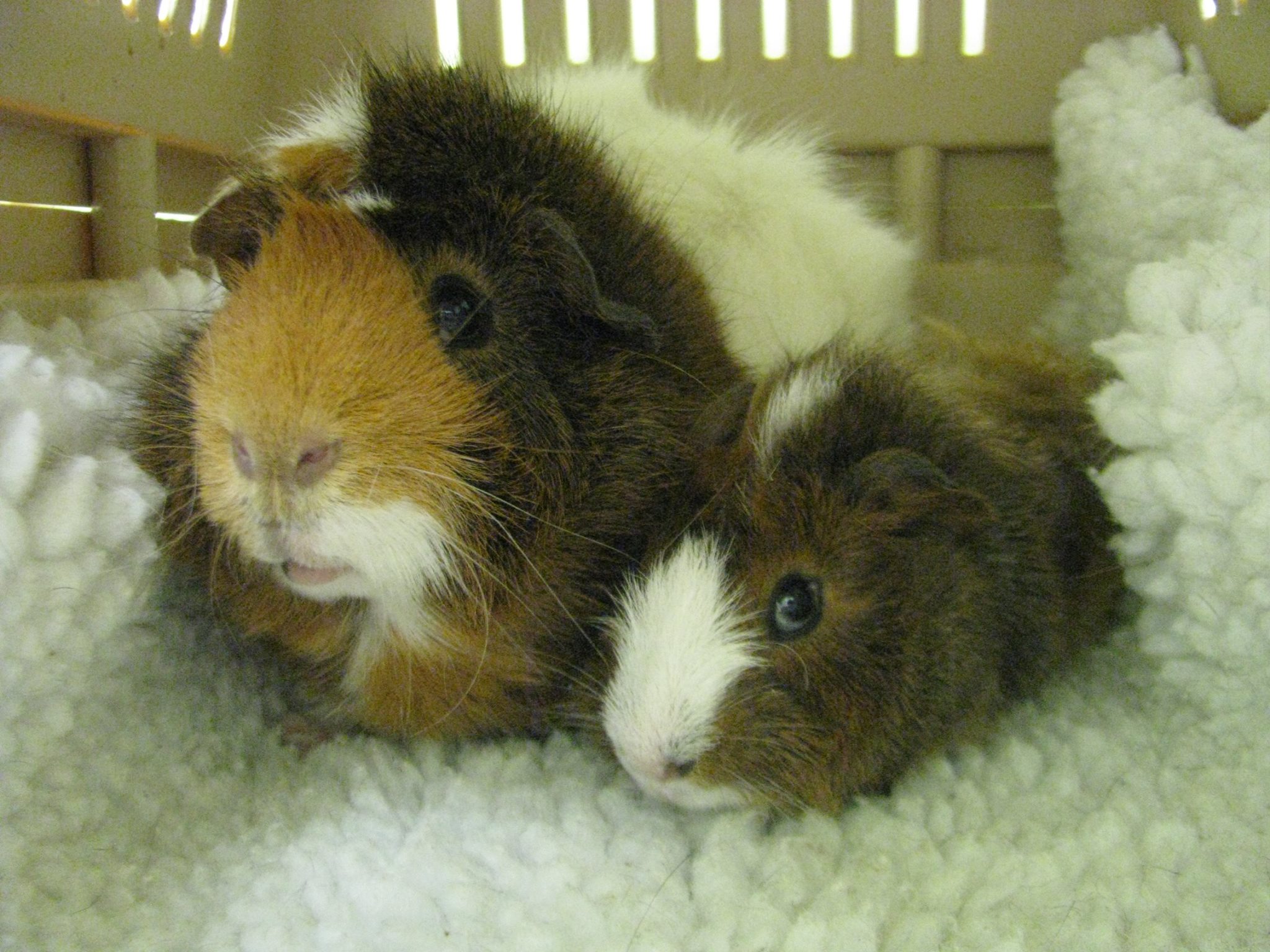Calgary Avian Exotic Pet Clinic Guinea Pig Care