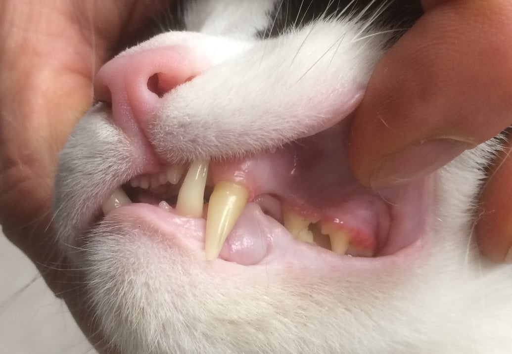Note recession on canine tooth with minimal gingivitis. Old problem?