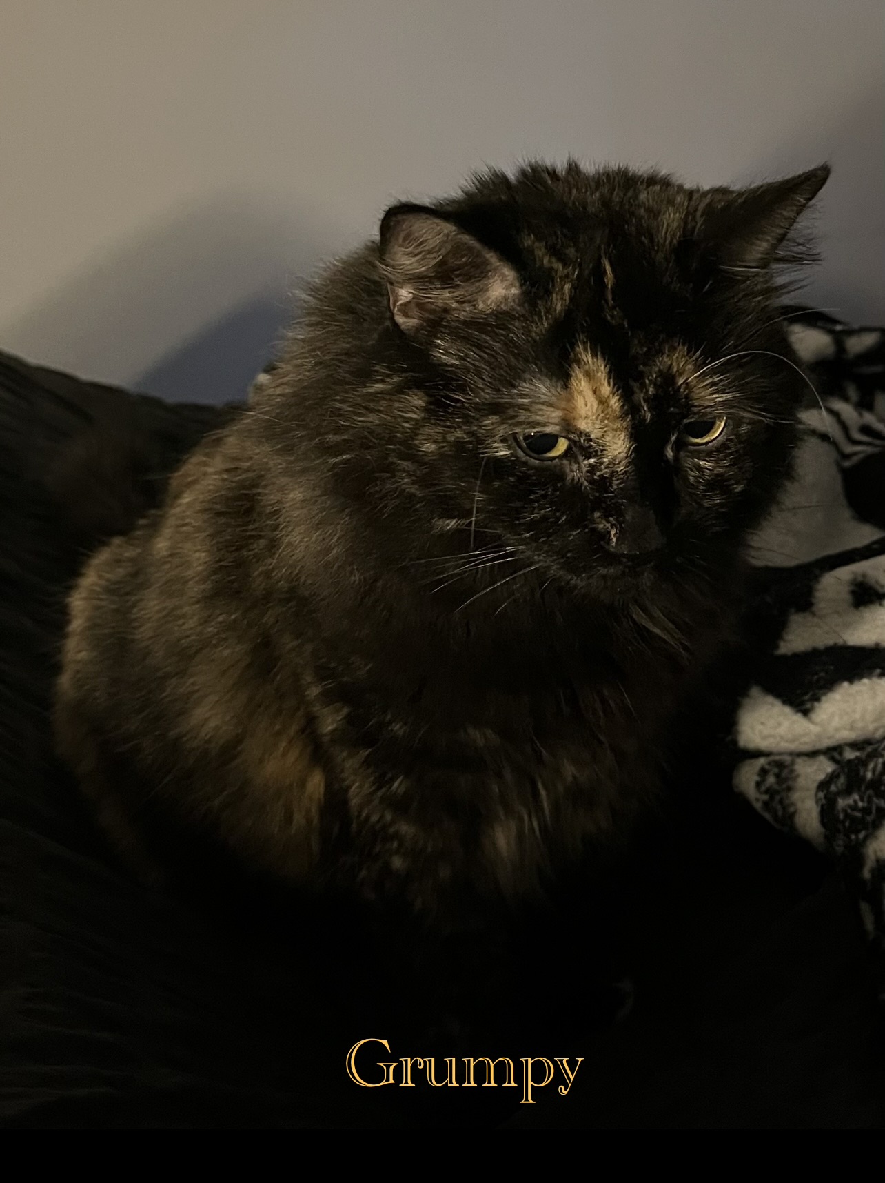 Grumpy