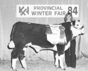 KSS Cattle Company Show Steer at Provincial Winter Fair 1984