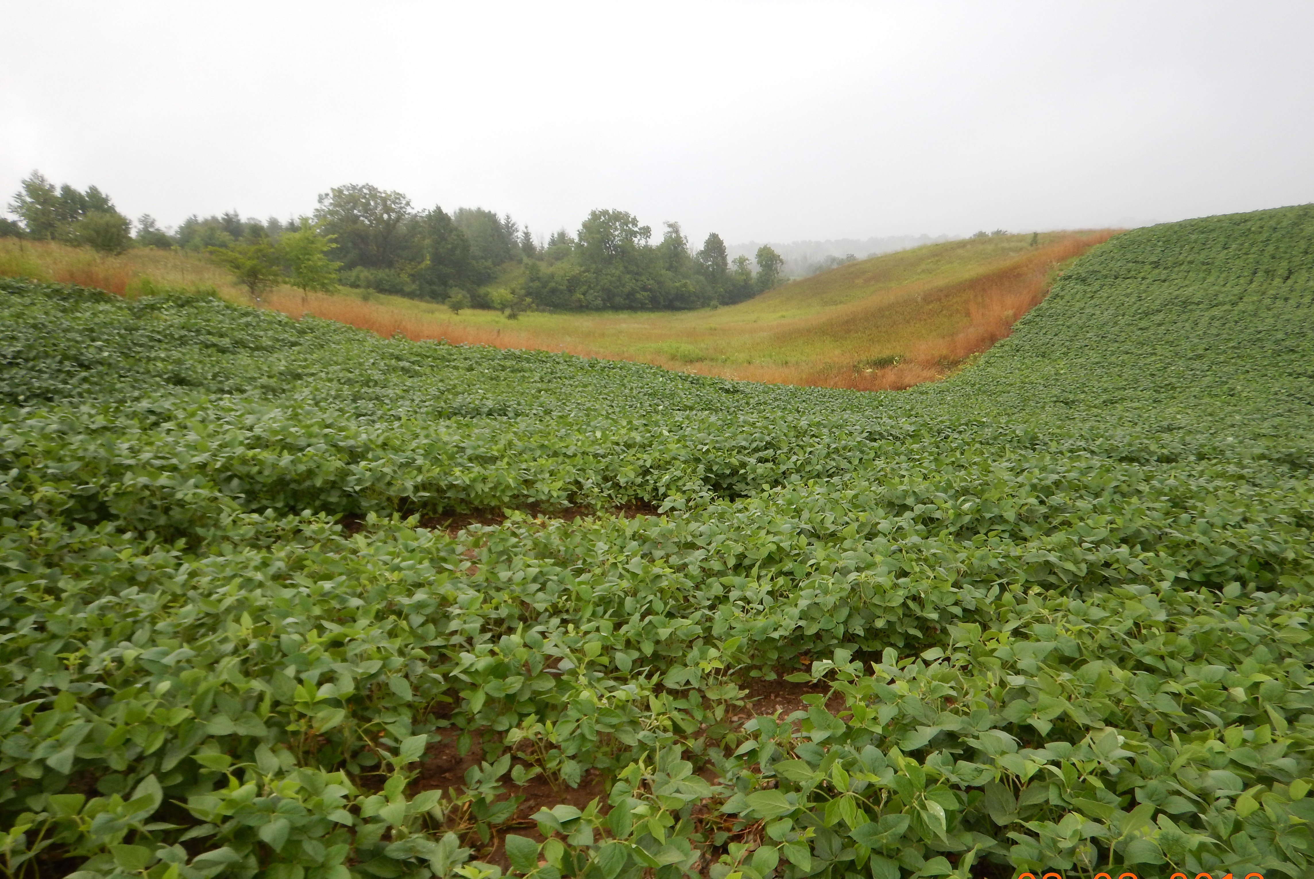 Common field crop production on steeply sloping lands.