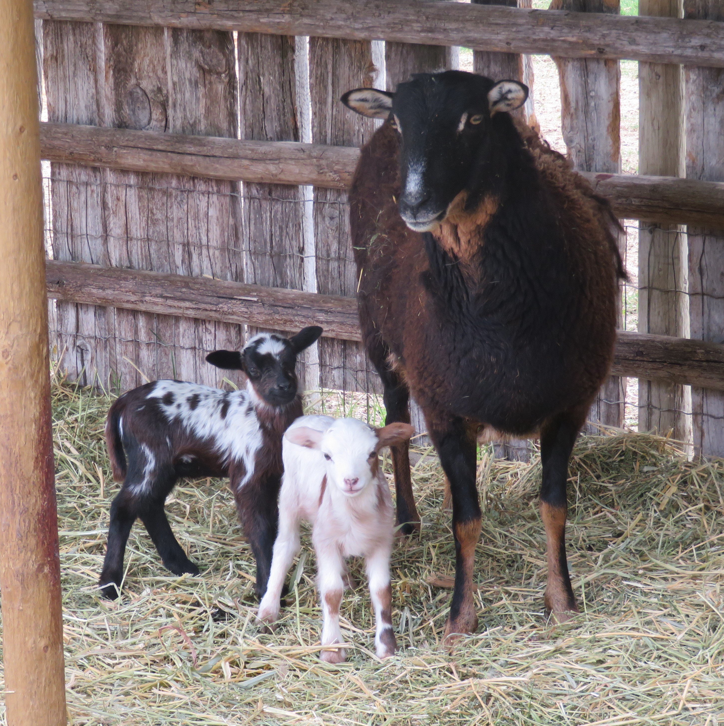 Big Rock Rhiatta
Twin ram lambs