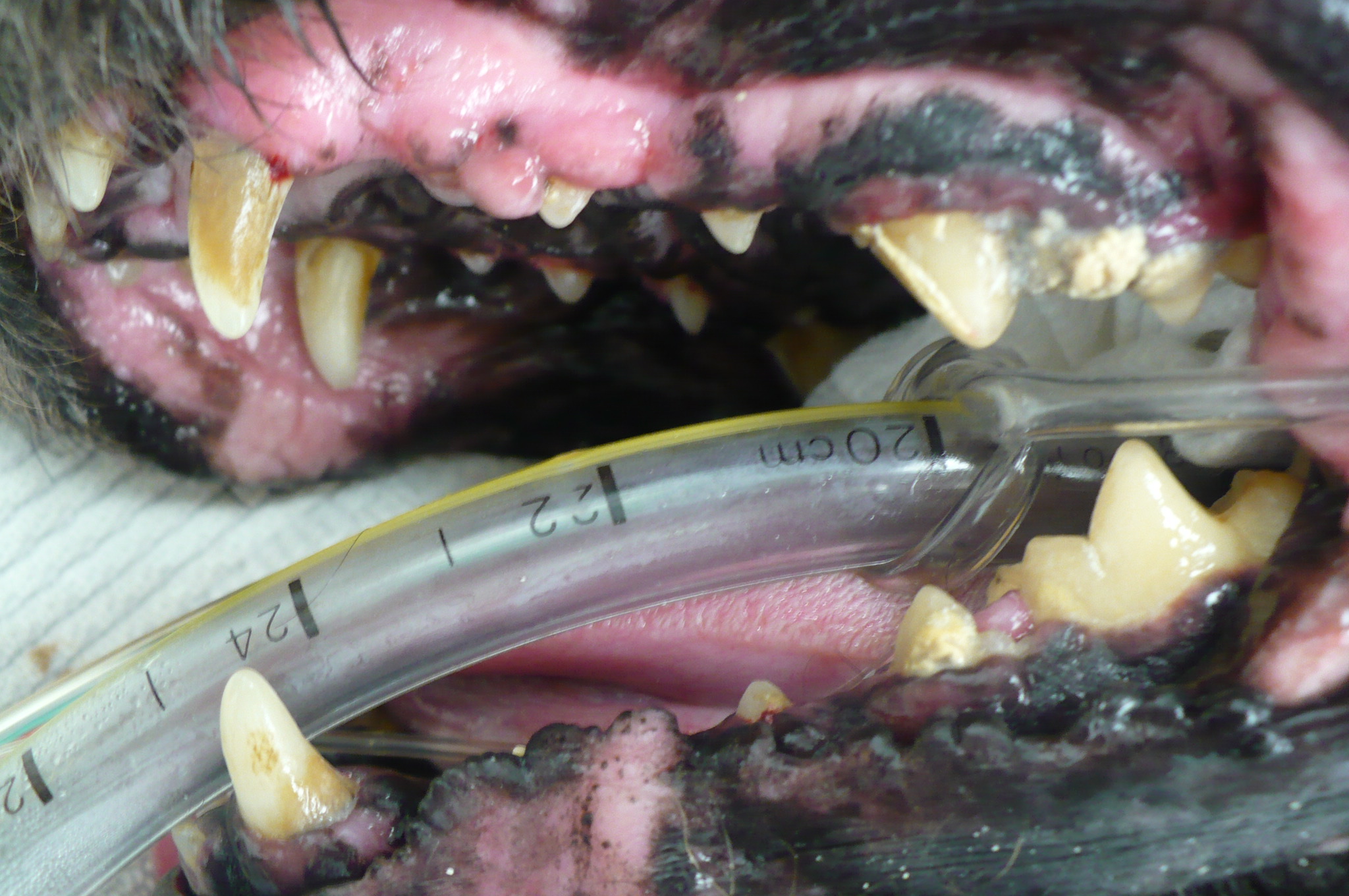The calculus can hide a lot of disease below the surface. Is this premolar broken? 