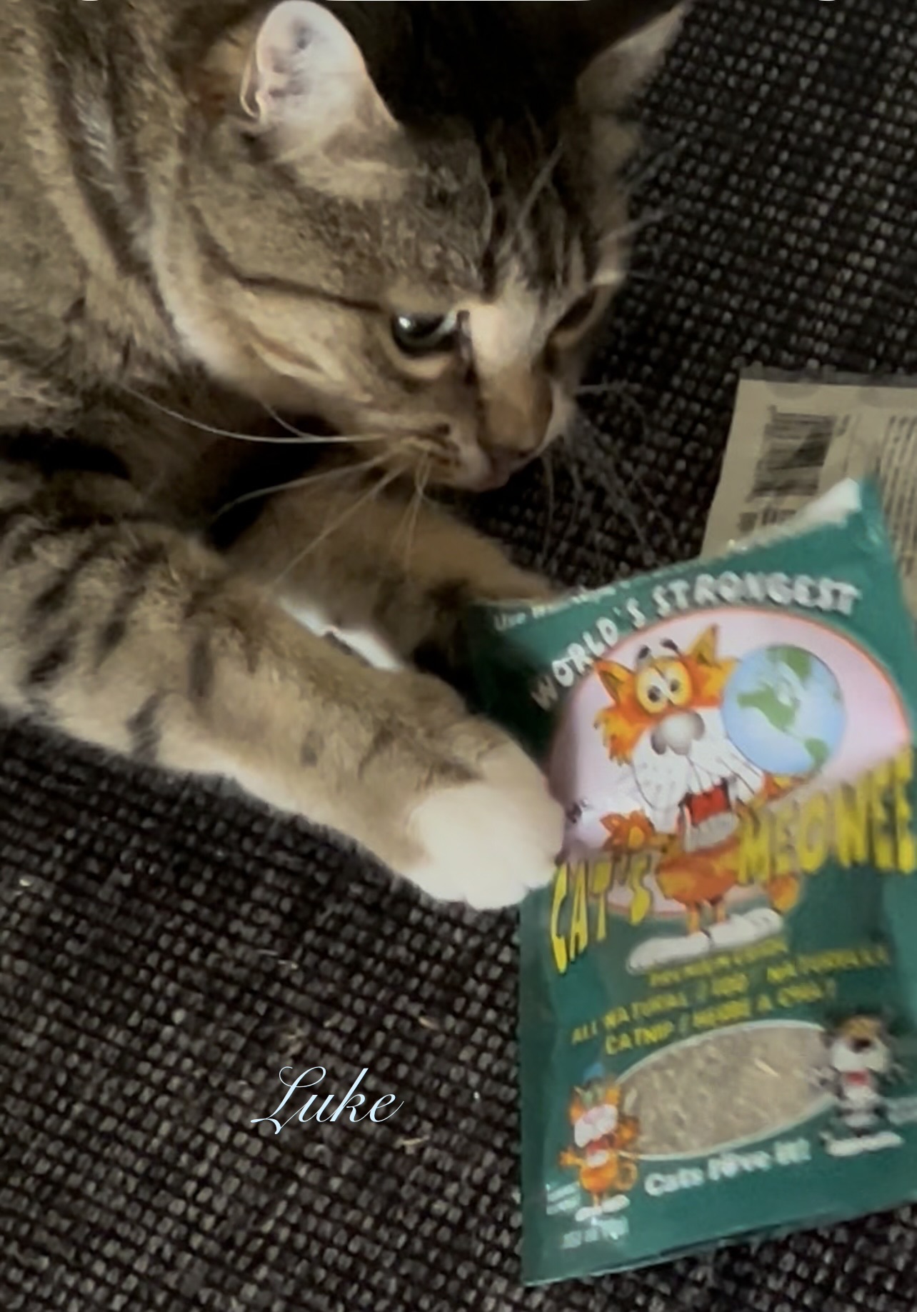 Luke having fun with cat nip