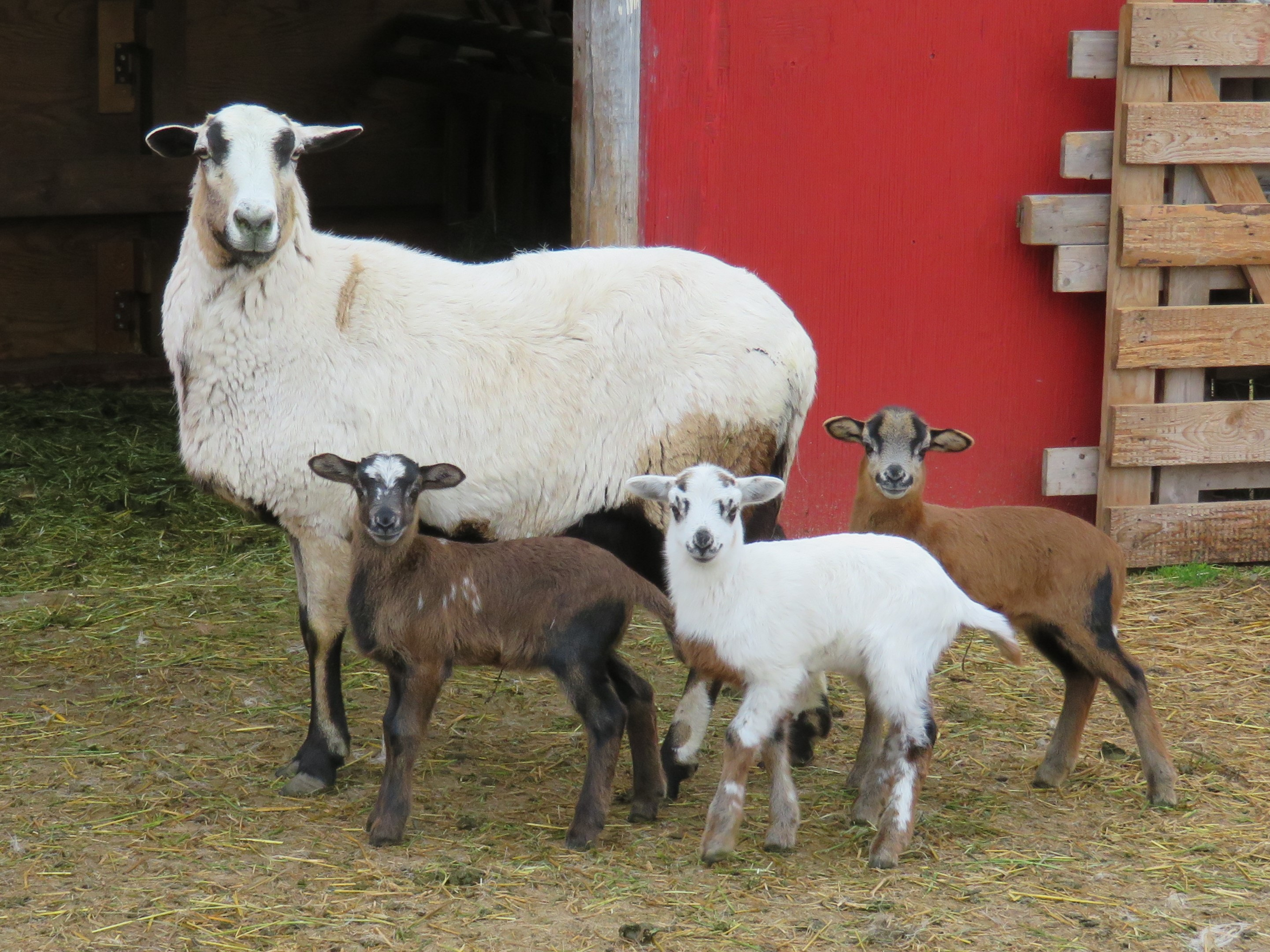 Big Rock Beauty
ram, ewe & ewe lambs 