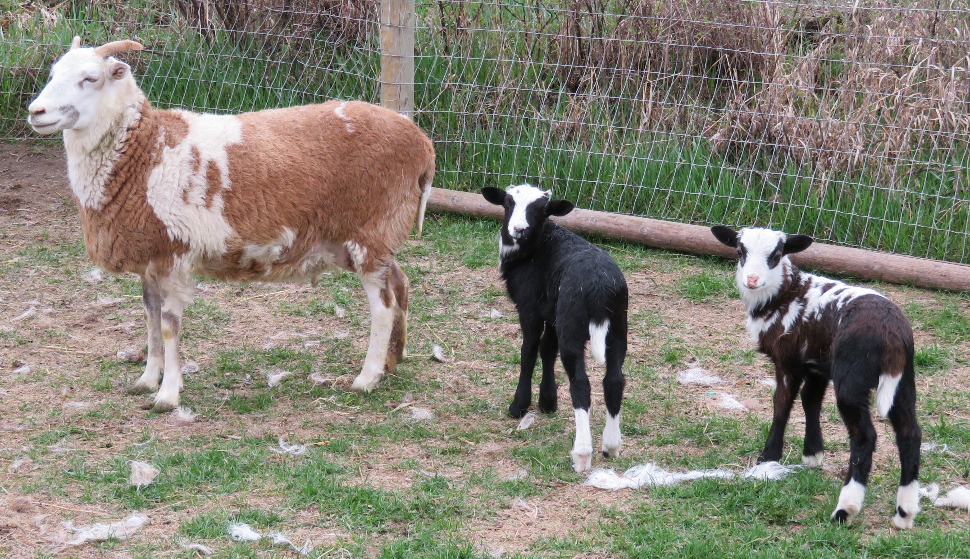 Big Rock Lulu
twin ram lambs