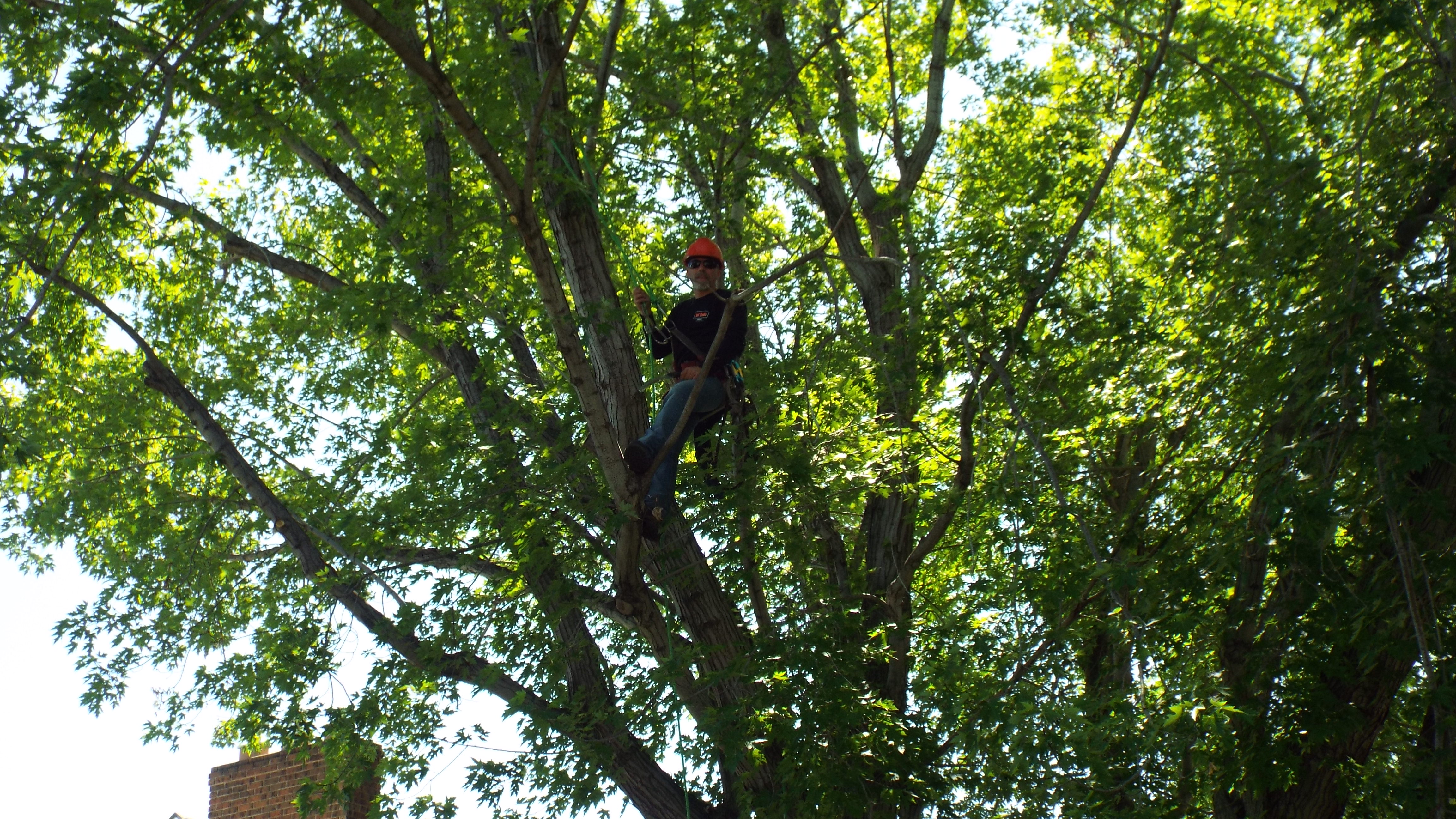 Edmonton Arborist Tree Pruning Tree Removal Is this just a hype ride? edmonton arborist tree pruning tree removal