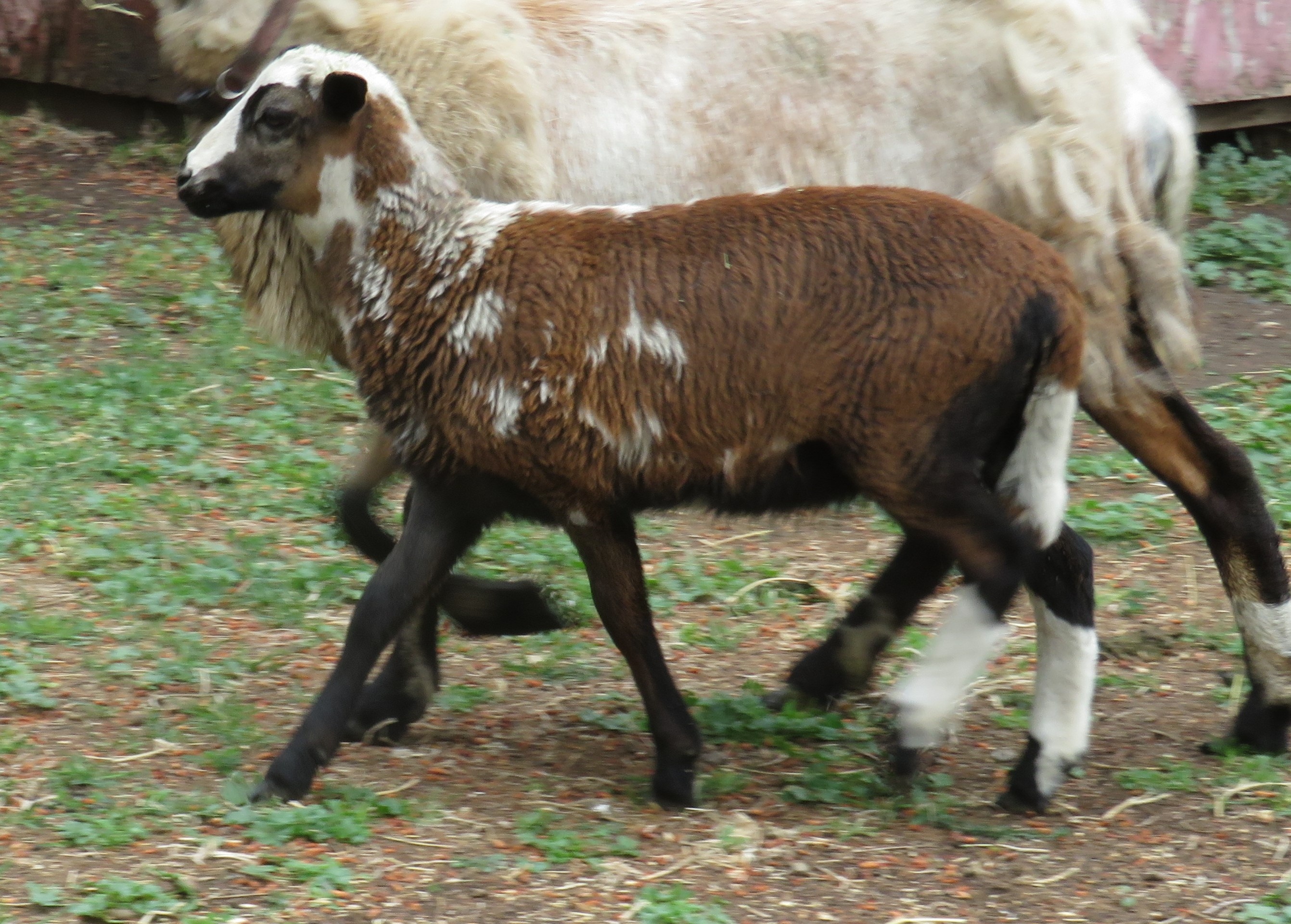 Hazel's ewe lamb 2 months 