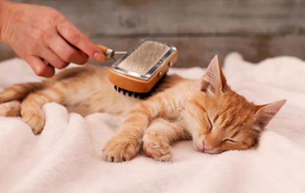 Cat Grooming