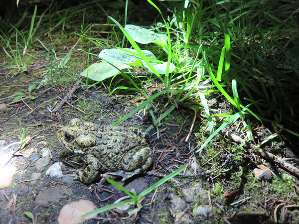 https://0901.nccdn.net/4_2/000/000/064/d40/westernborealtoad02.jpg