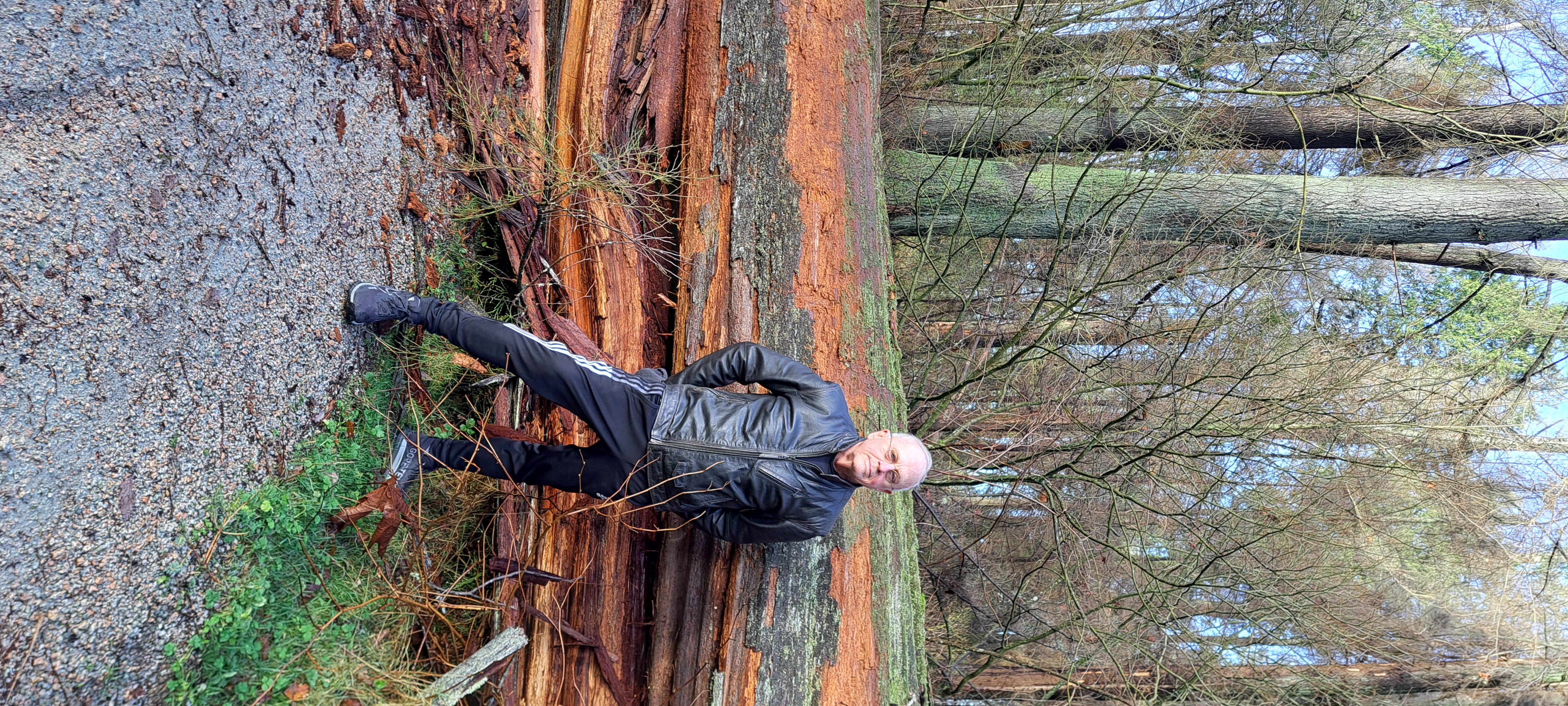 New windfall old cedar adjacent to logged area