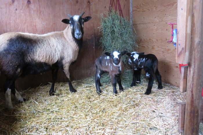 Tiny Peanut twin ram lambs