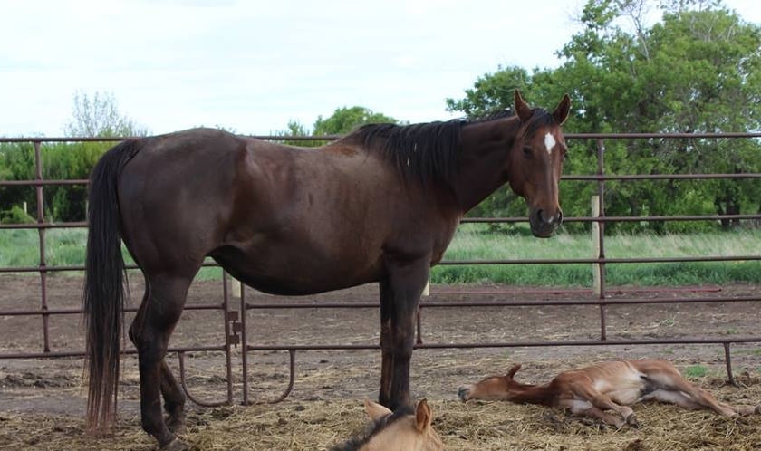 CANDY - June 12/14. She had a heart attack and left us with a 12 day old foal. (the foal did fine on milk replacer)