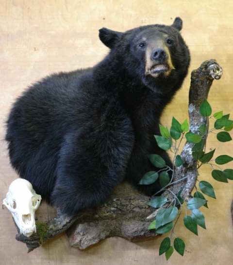 Bear Life Size Animals