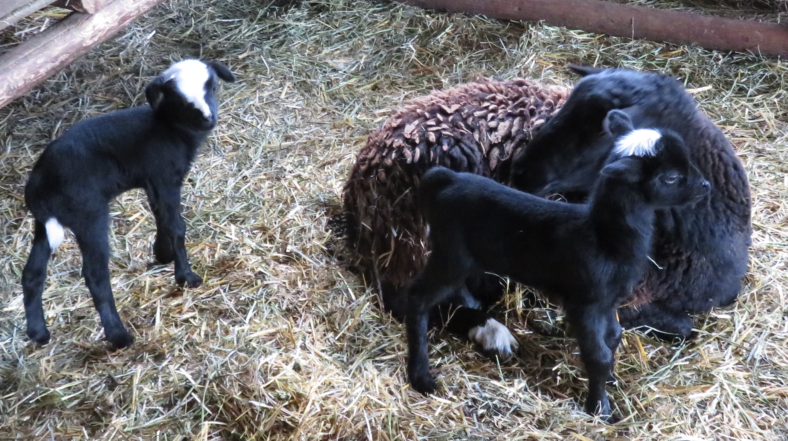 Curious Black
twin ewe lambs $300(both sold)