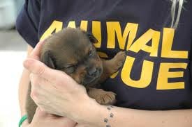Animal Rescue