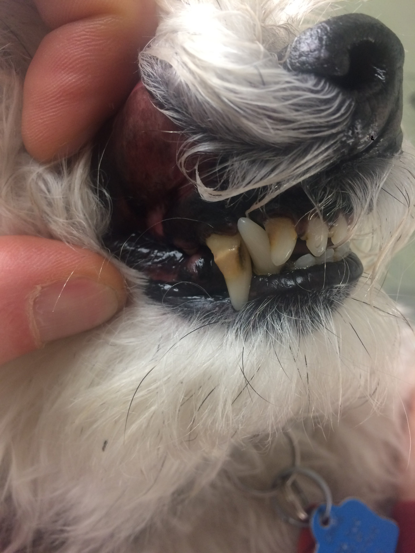 Upper incisor too far out not leaving room for lower canine.