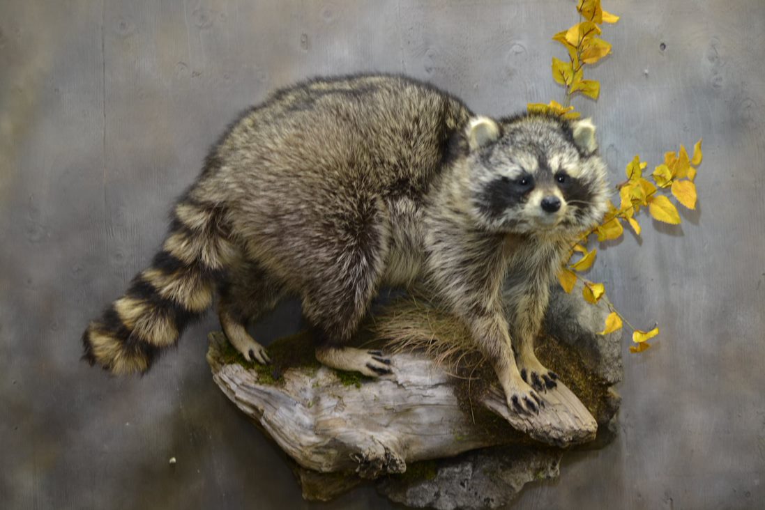 Raccoon Life Size Animal