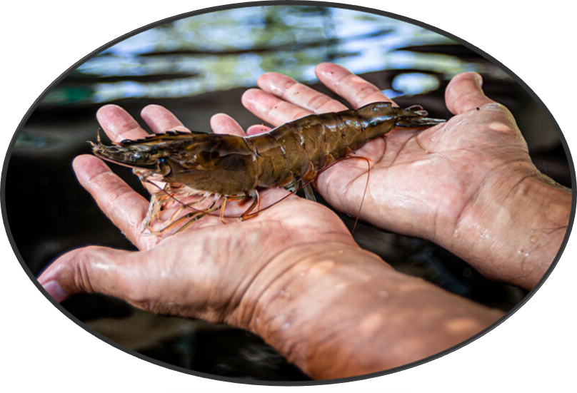 Jumbo warm water antibiotic free shrimp