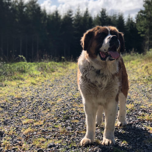 Saint Bernard dog standing on a gravel path in a sunny forest area. Saint Bernard dog standing on a gravel path in a sunny forest area.