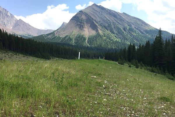 A grassy field