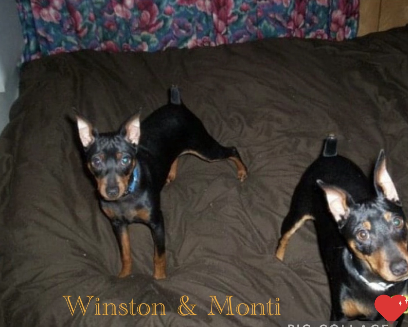 Winston (L)Monti(R)