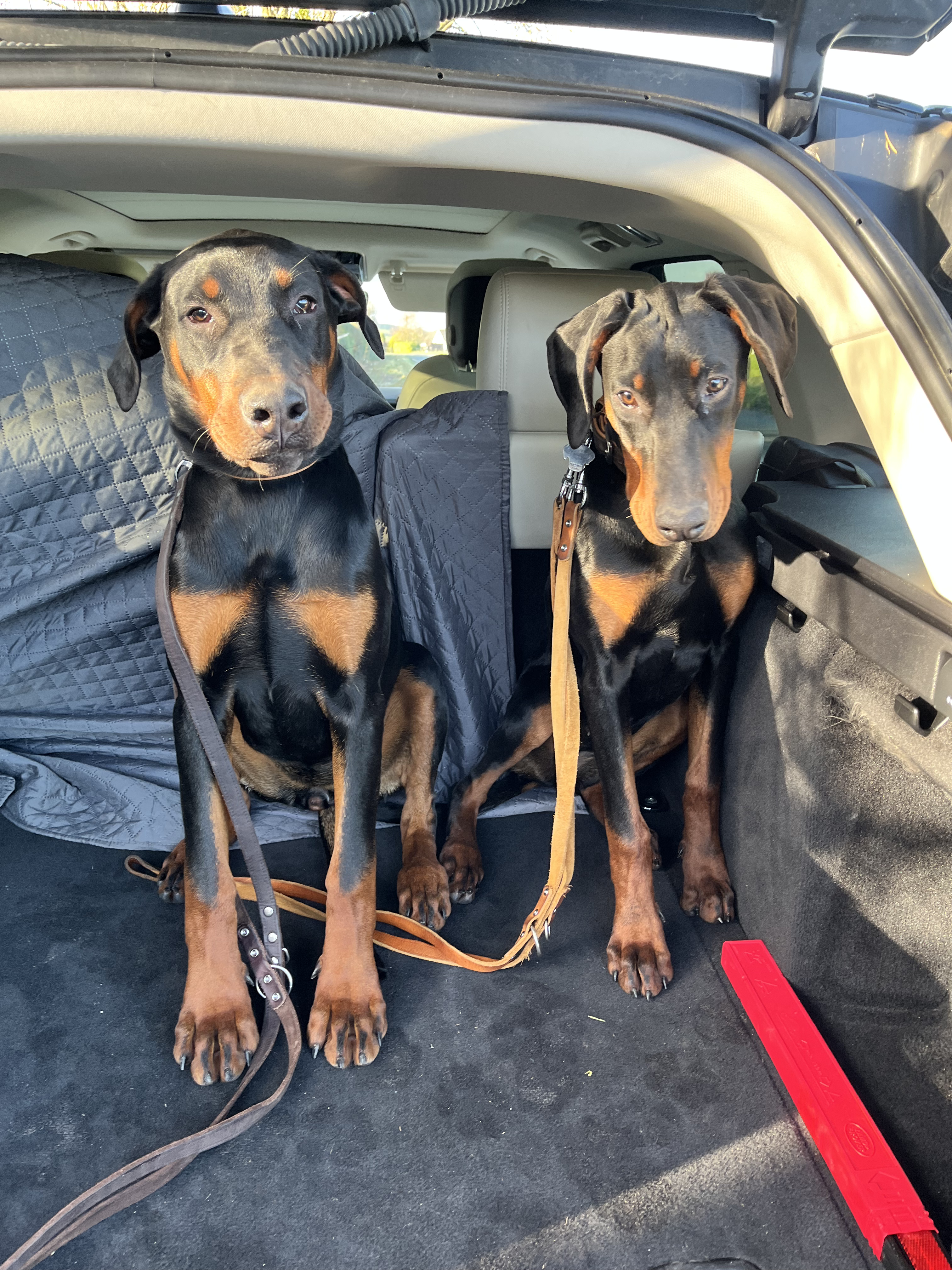 Labrador dog sitting on mossy forest floor surrounded by trees. Labrador dog sitting on mossy forest floor surrounded by trees.