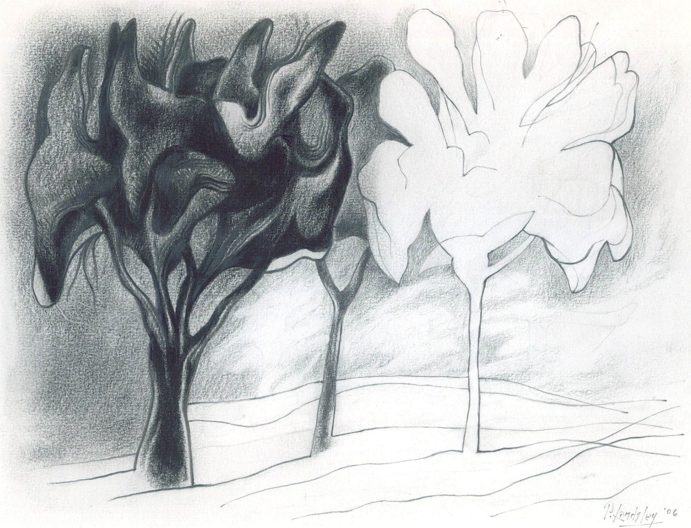 Tree in a Park, graphite on paper