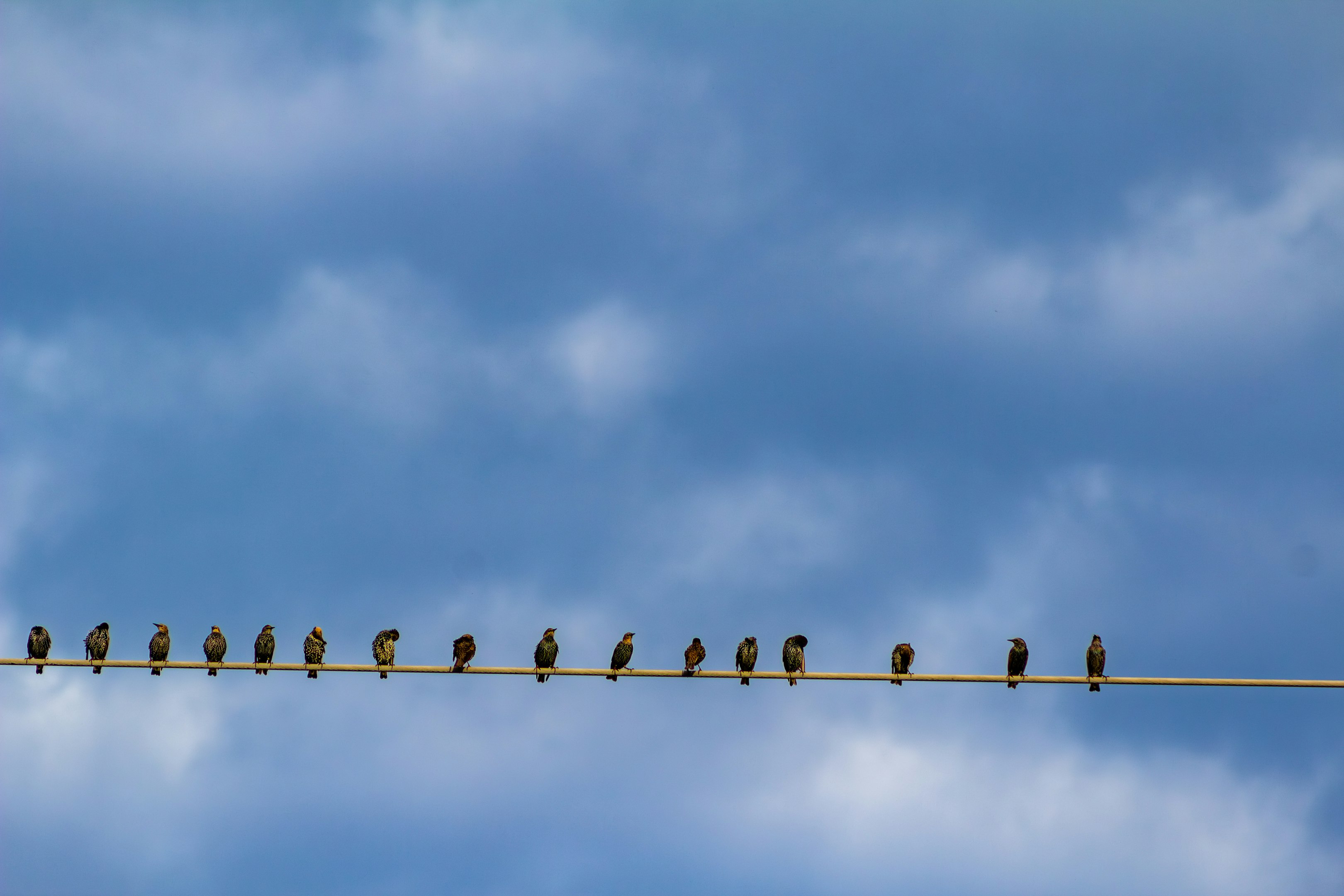 a flock of birds sitting on top of a power line