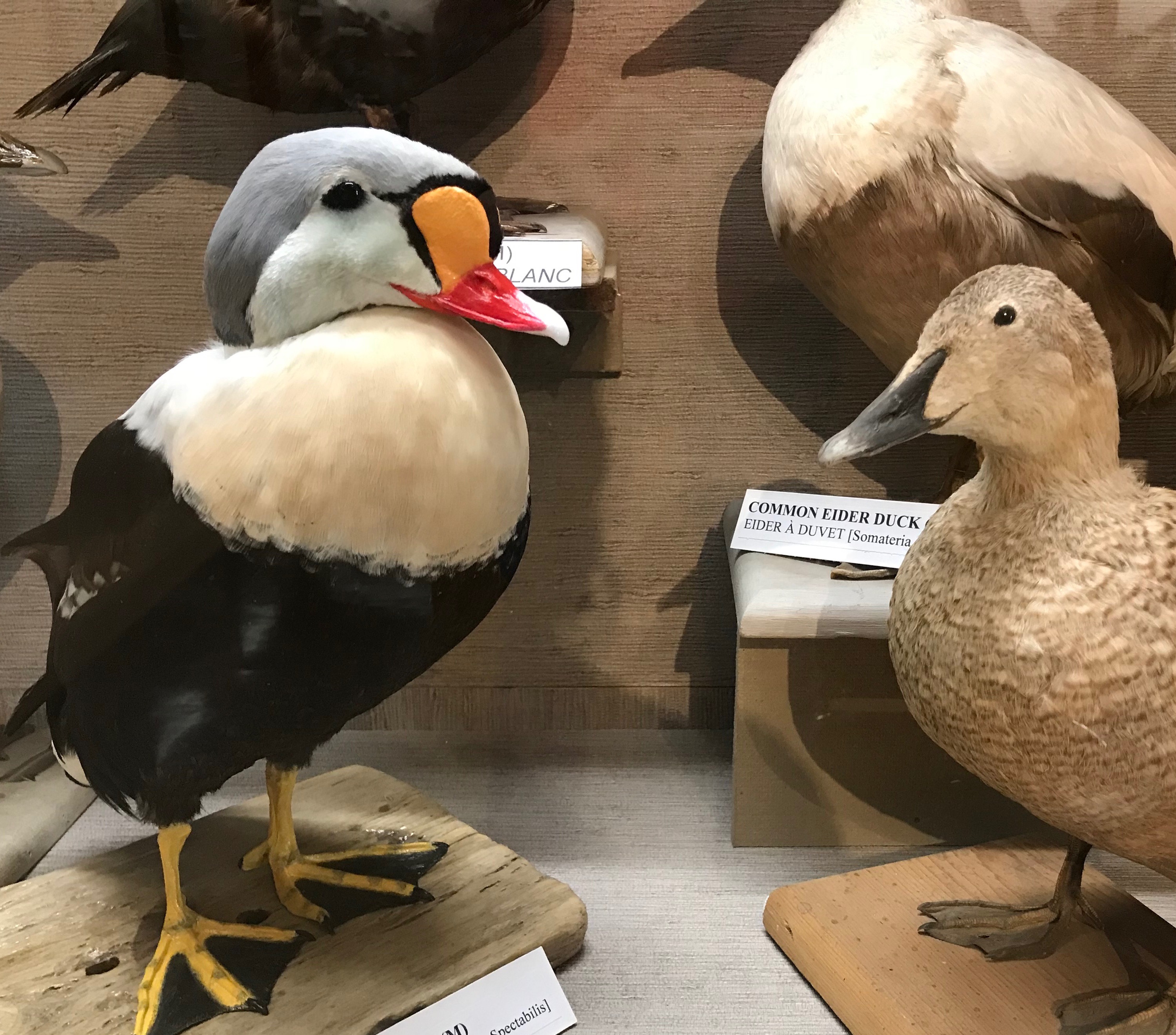 The Male King Eider Duck was added  in 2018 in a collaboration with the NB Museum.