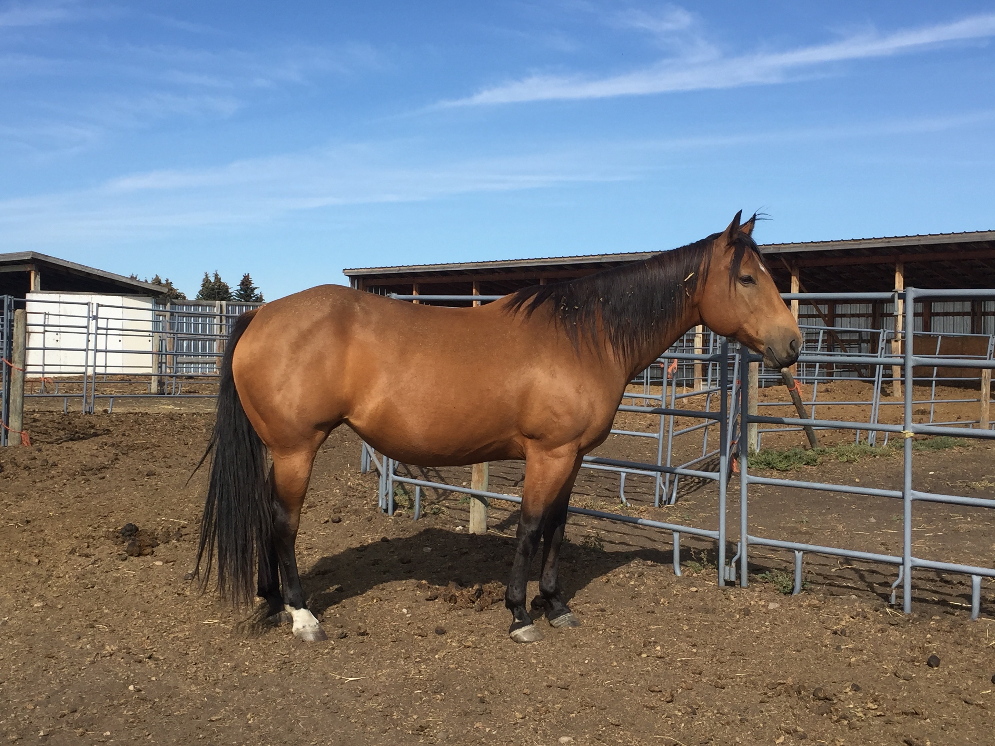 ARIEL - Oct 14/22. Due to injuries from years ago, her legs were breaking down and she was in a lot of pain. We chose to release her from suffering.