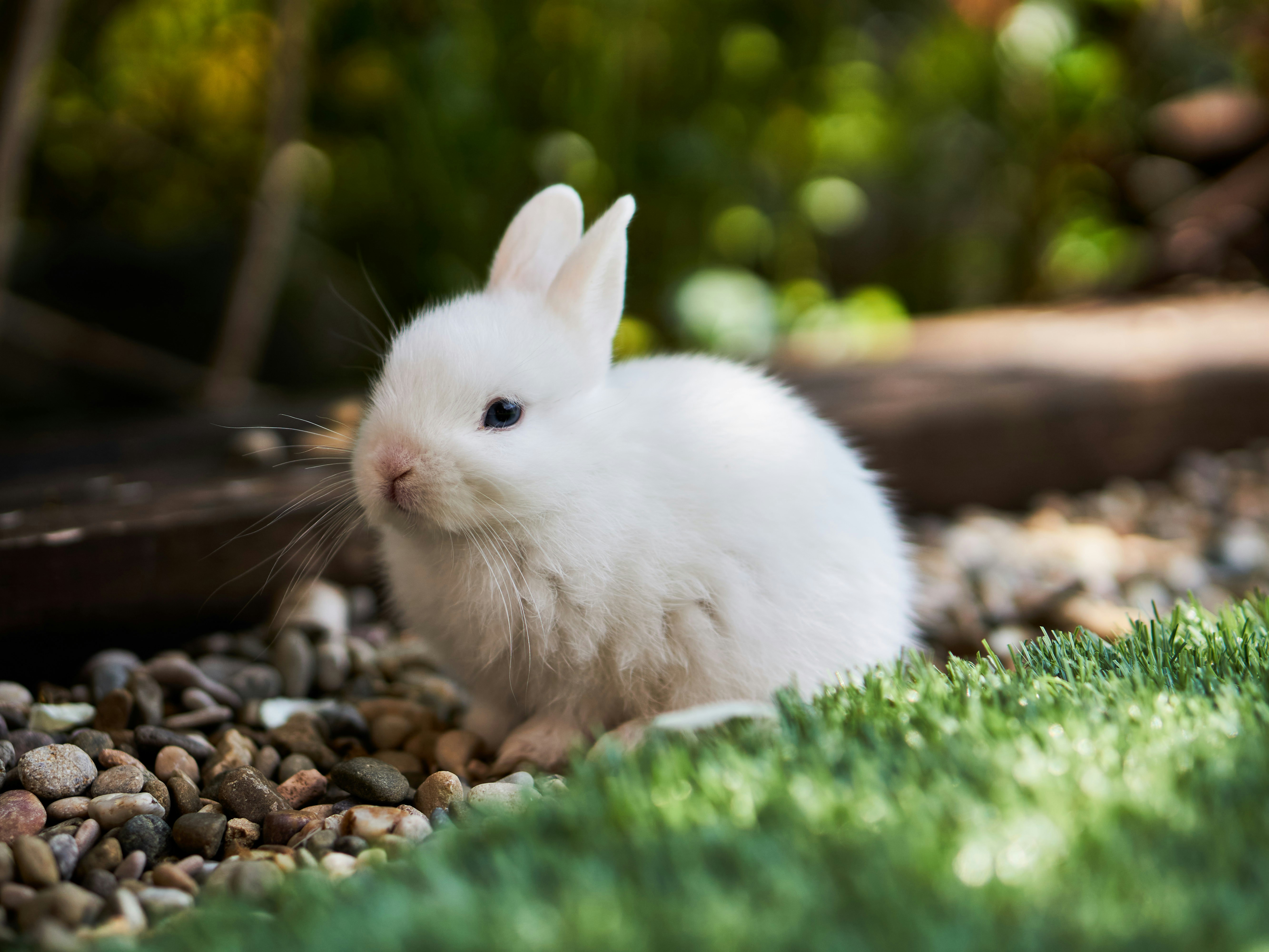 RABBIT & CAVY DIVISION