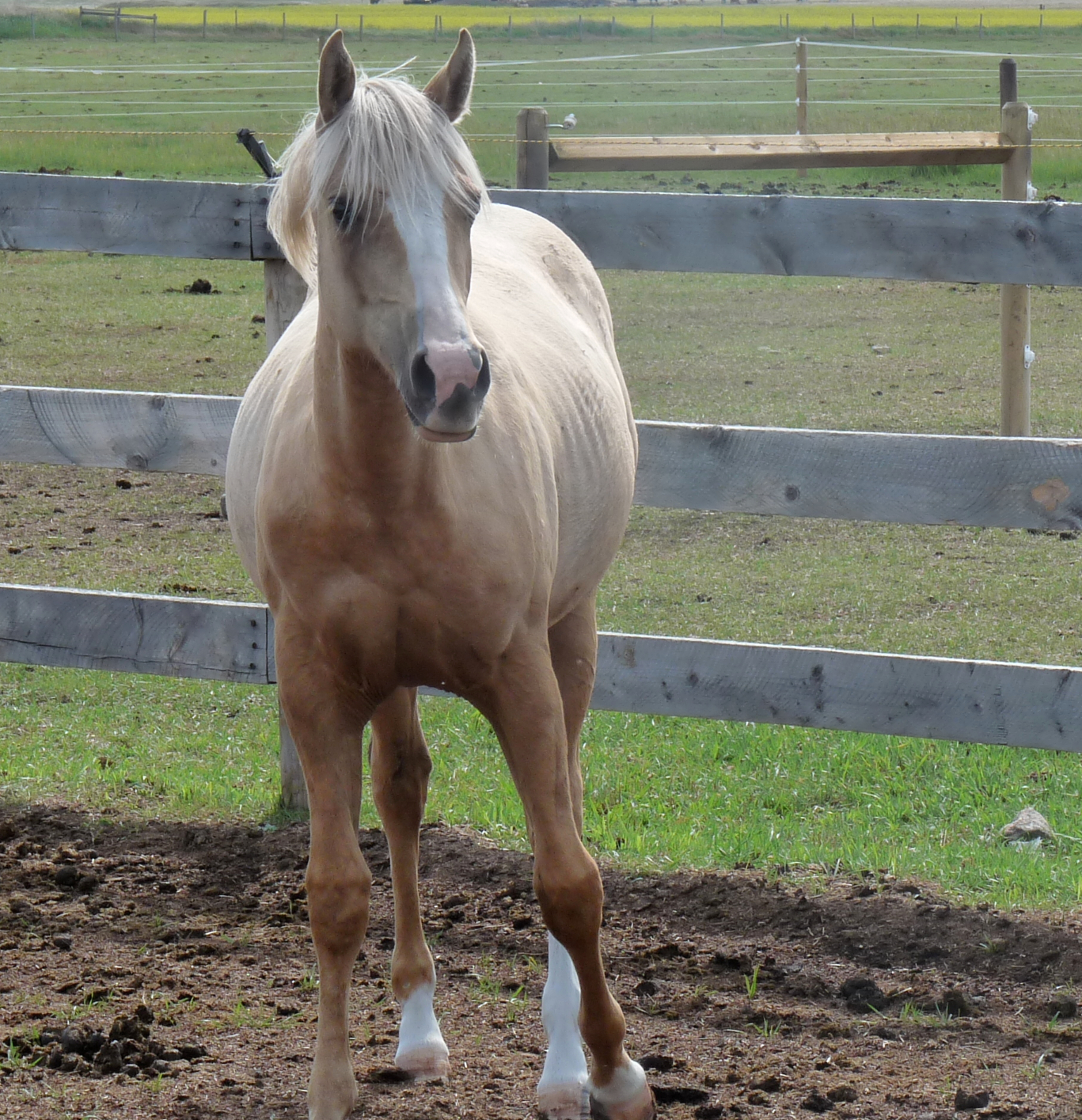BAMBI (Carlyn) - Aug 26/13. Carlyn was with her owner for many years, but a freak accident at the boarding stable cost Carlyn her life.