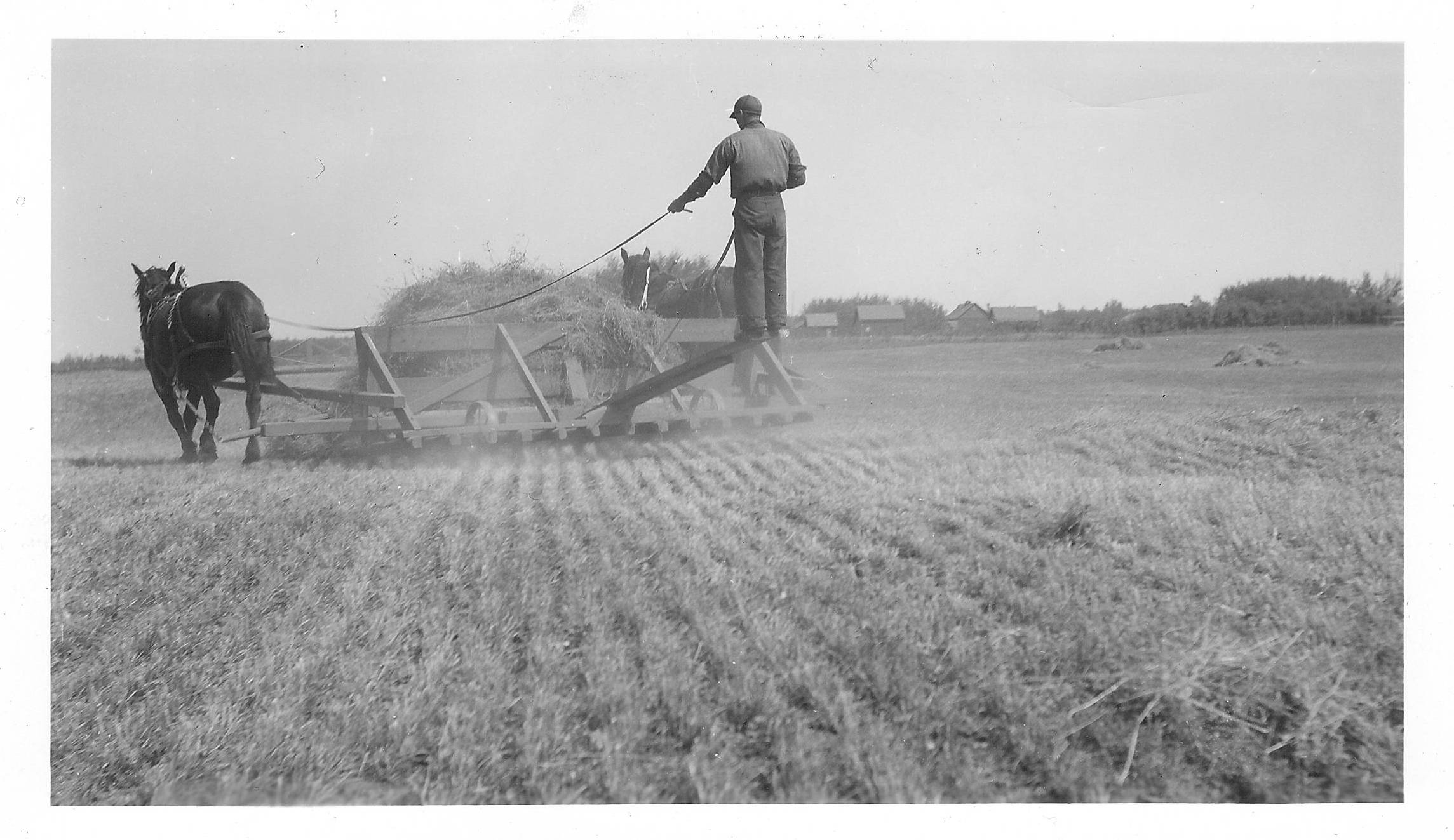 Collecting hay with Buck rake to bring to stacker at the Fort Vermilion Experimental Farm. 
2010.80.173 / Fort Vermilion Experimental Farm 