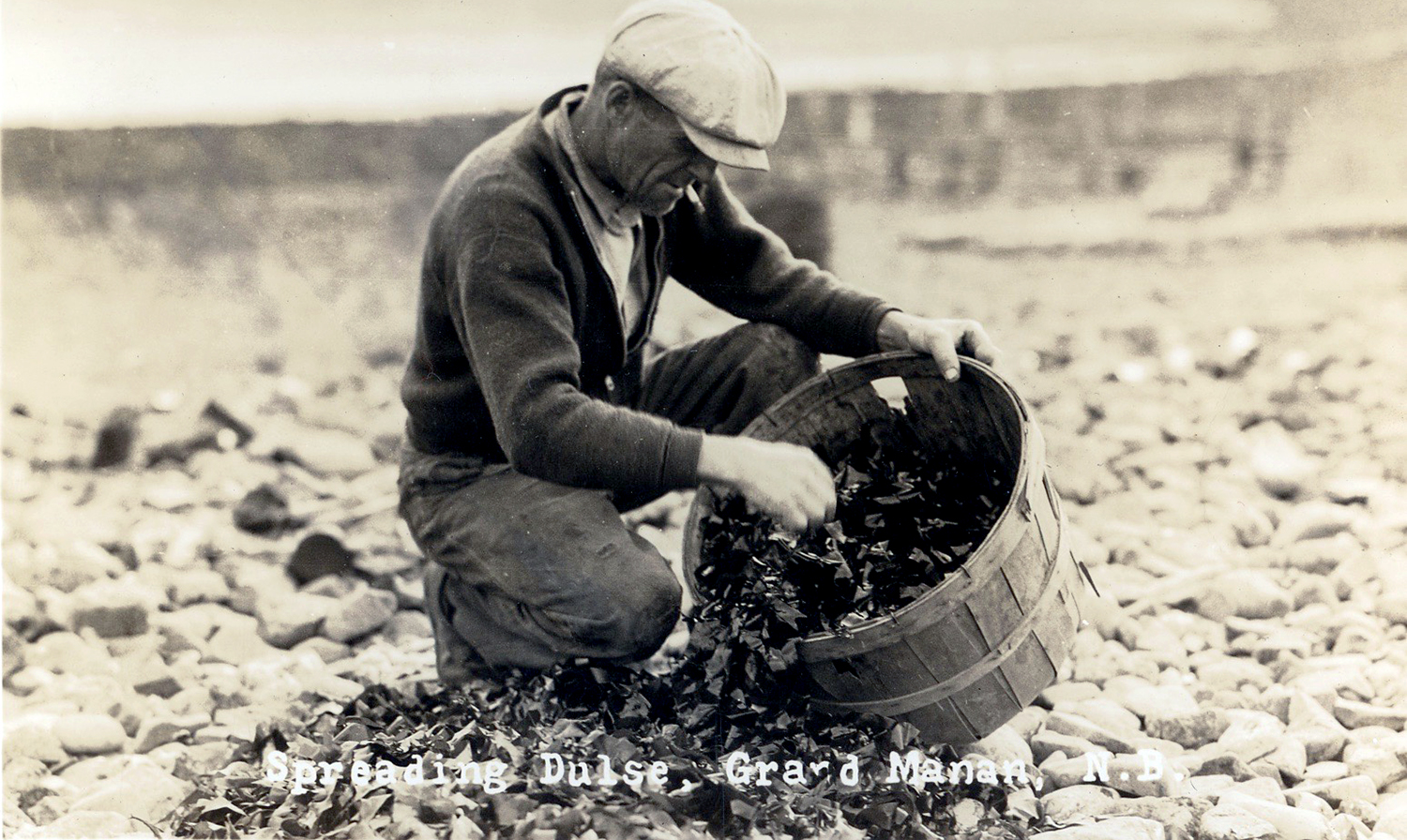 A Tourist Post Card showing a man spreading freshly picked dulse to dry, c. 1940.