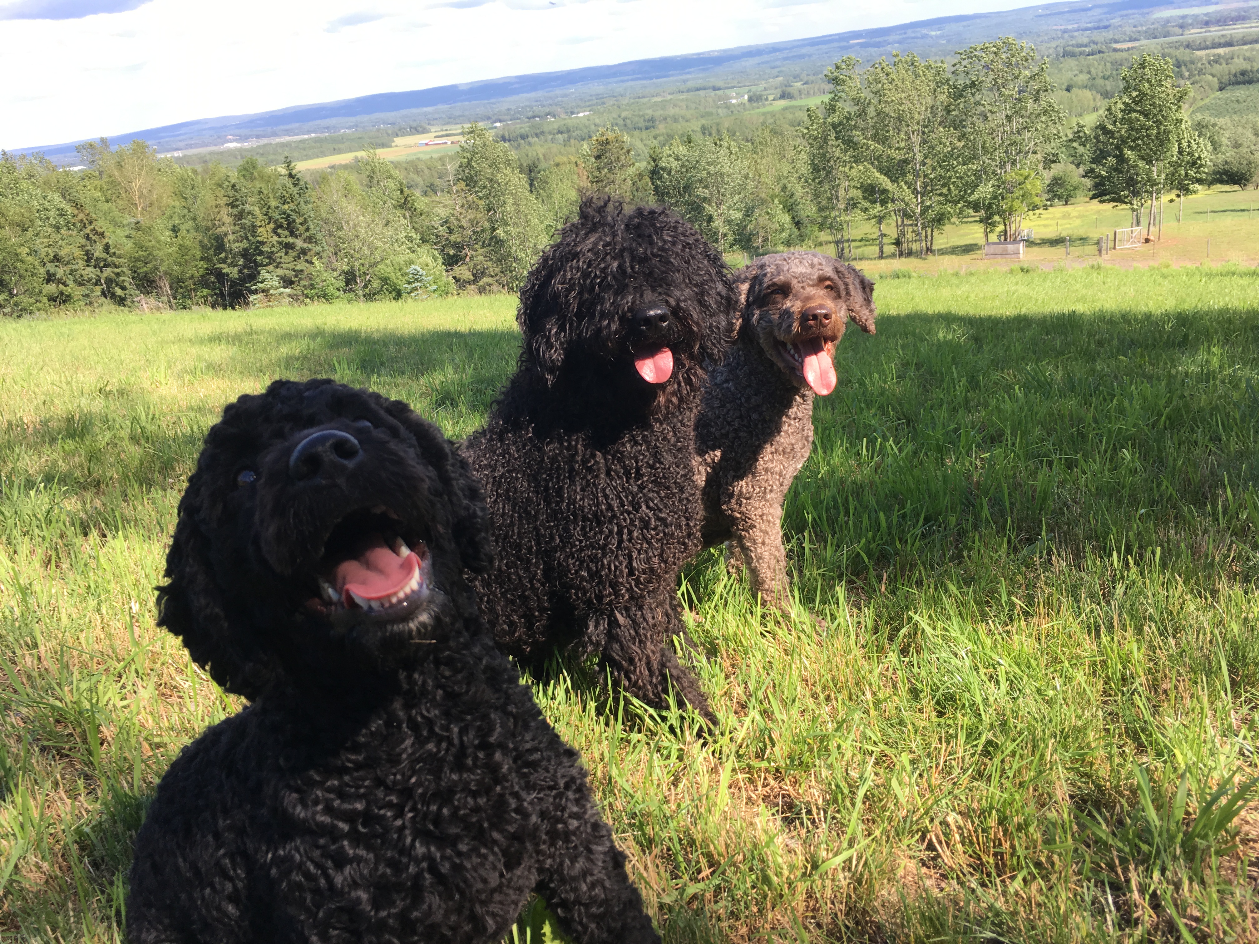 fundy bay spanish water dogs
