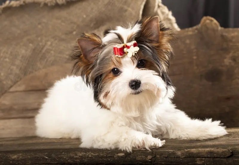 ROSE PRAIRIE YORKIES