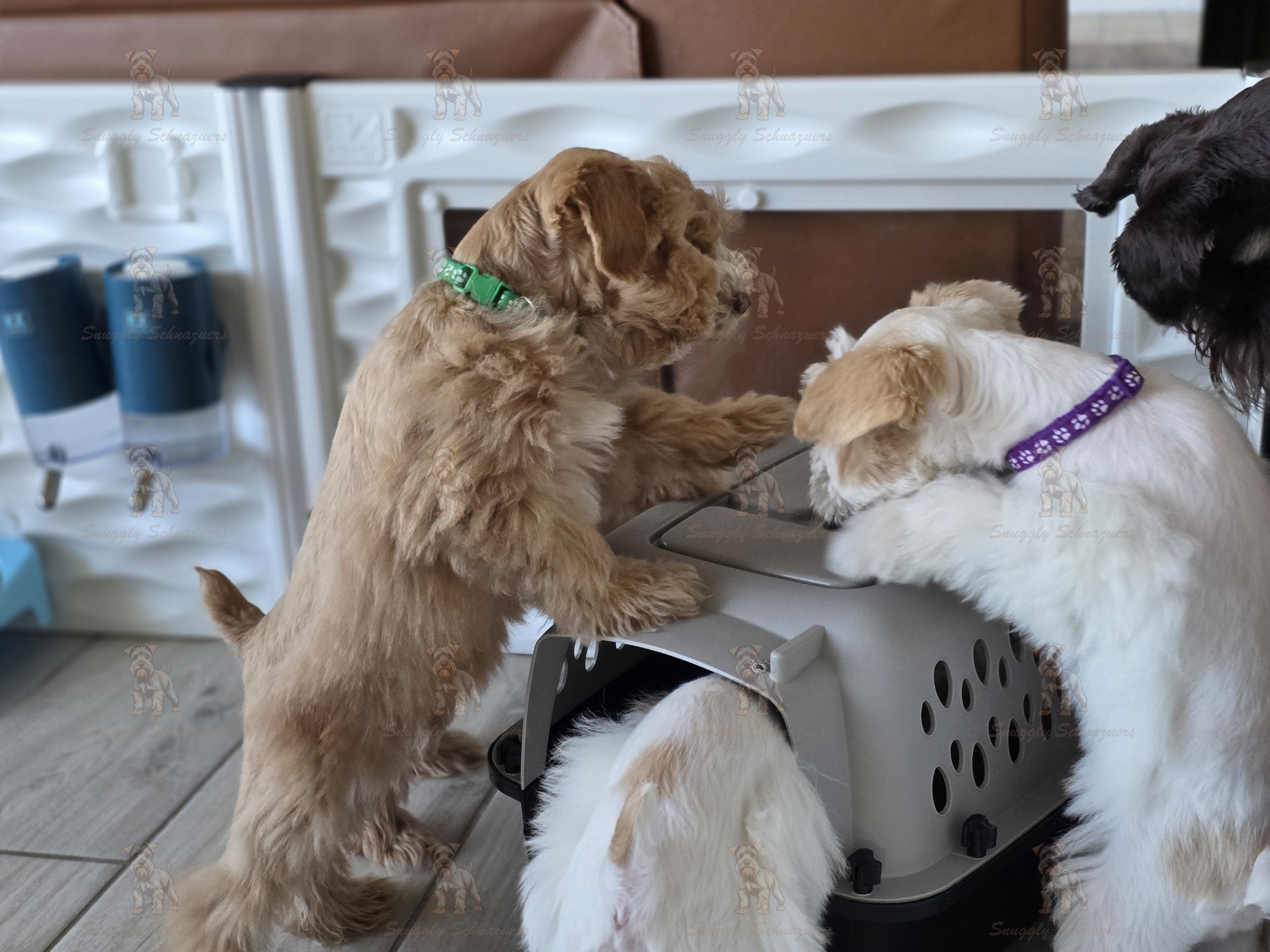 Introducing puppies to a crate