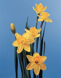 https://0901.nccdn.net/4_2/000/000/071/260/daffodils.jpg