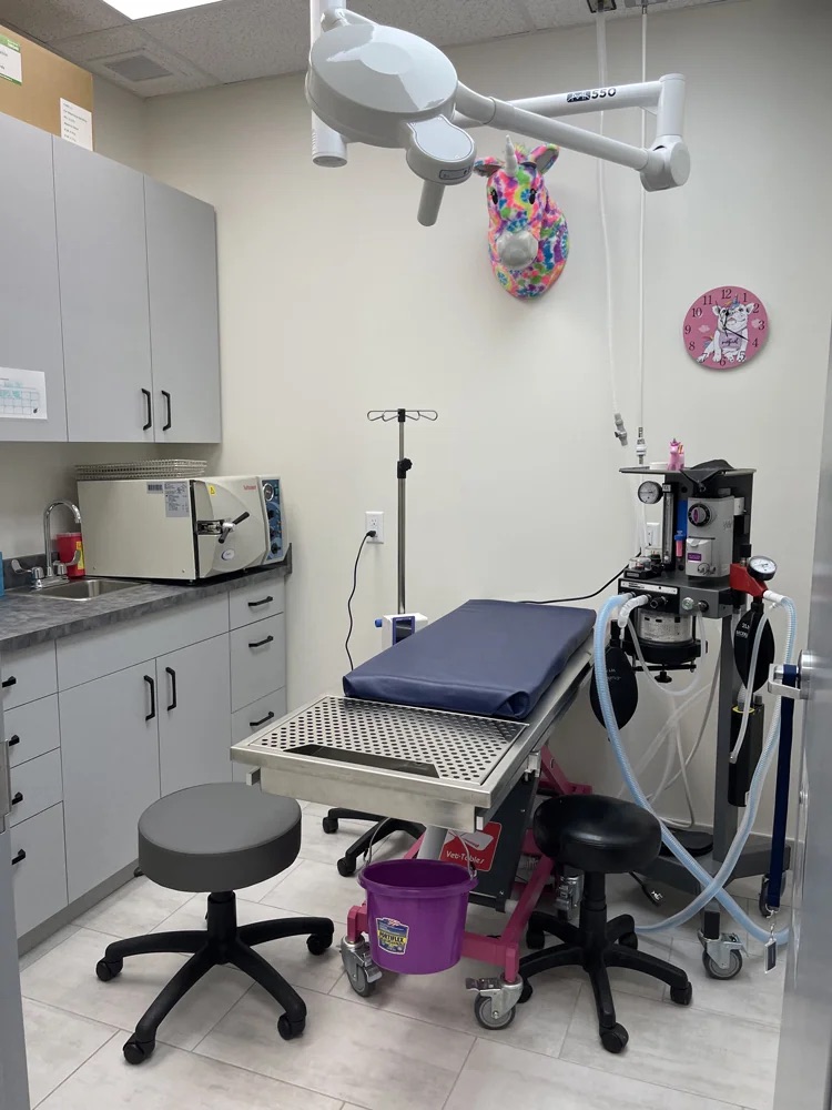 Blakstone Animal Hospital
Dental