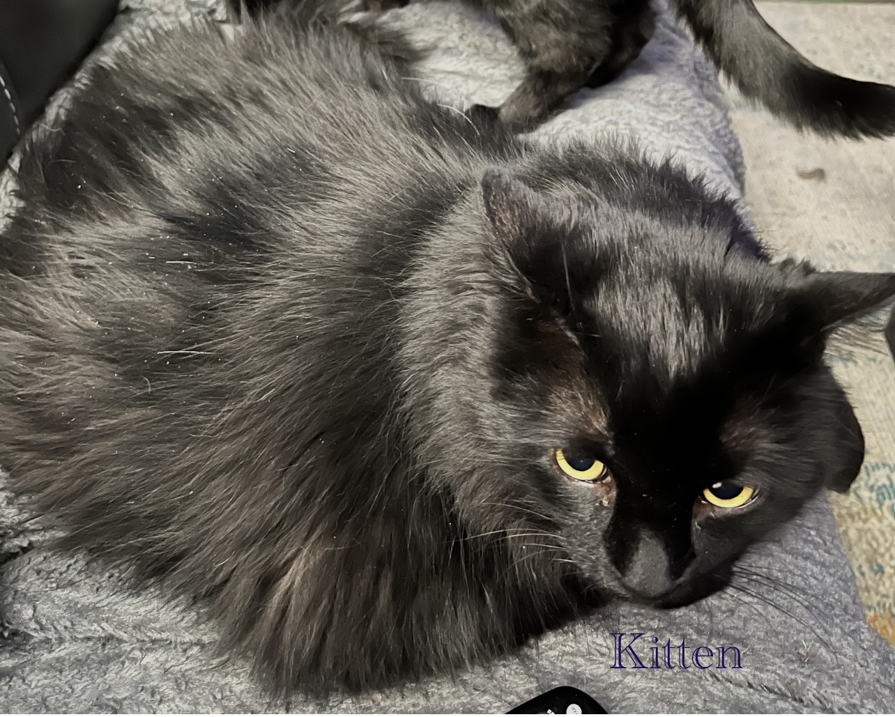 Kitten